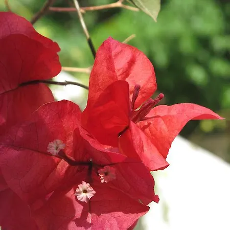 Angelina * Πάρος